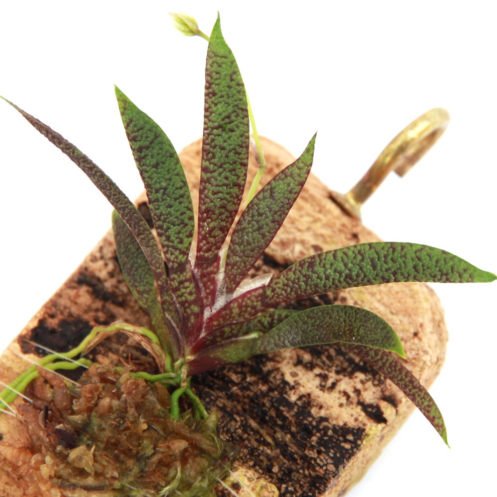 （観葉植物）洋ラン　マクロクリニウム　マナビナム　コルク付き（１個）　ＣＲＣ15―23―10―15―00