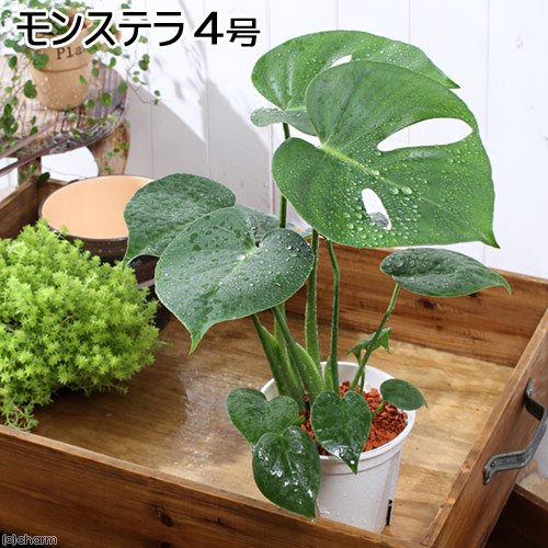 （観葉植物）モンステラ　デリシオーサ　３．５ー４号（５鉢）　ＣＲＣ15―30―10―15―00 5,126円