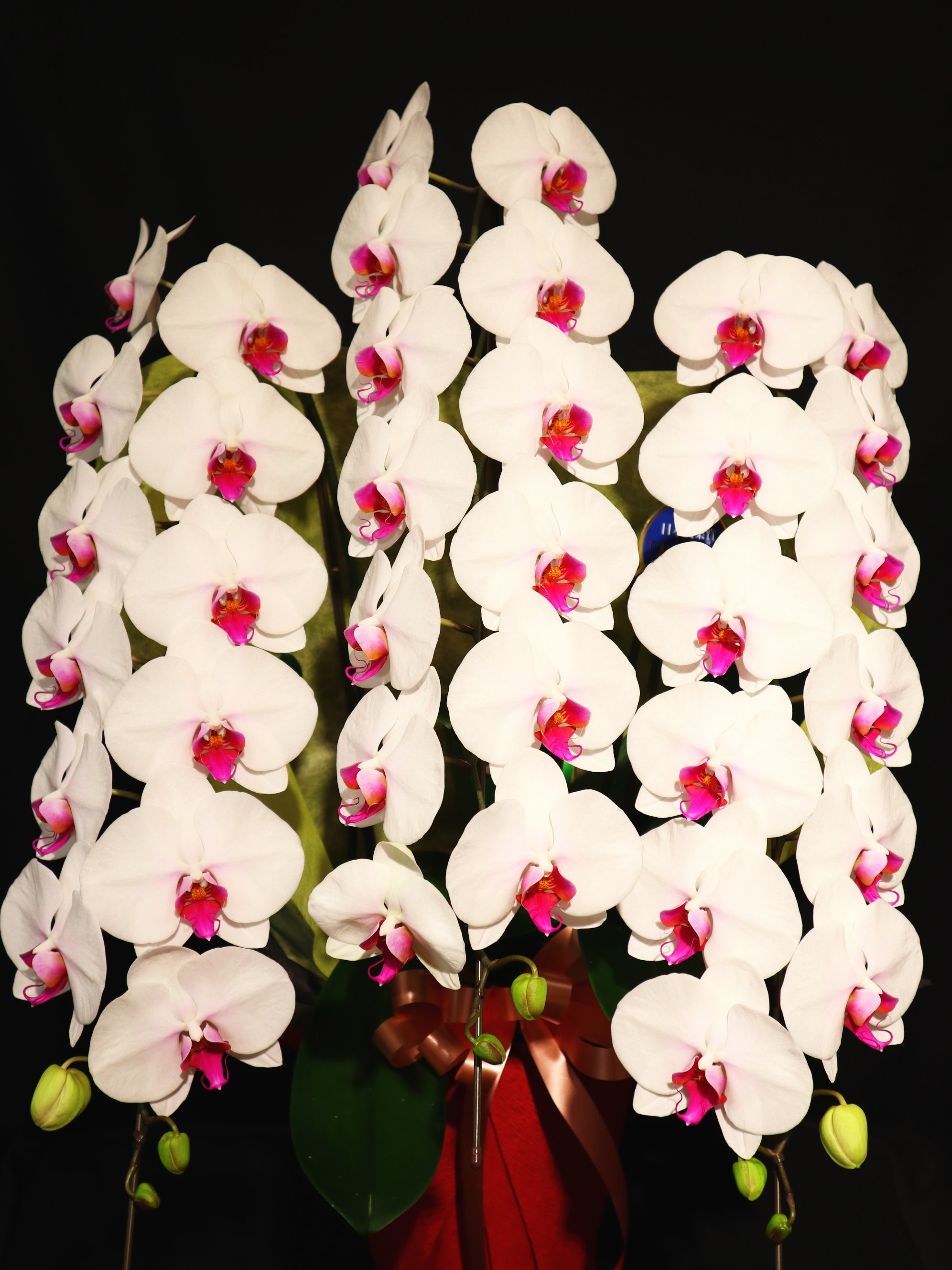 商品ID 6158 胡蝶蘭　赤リップ　３本立ち　生花
