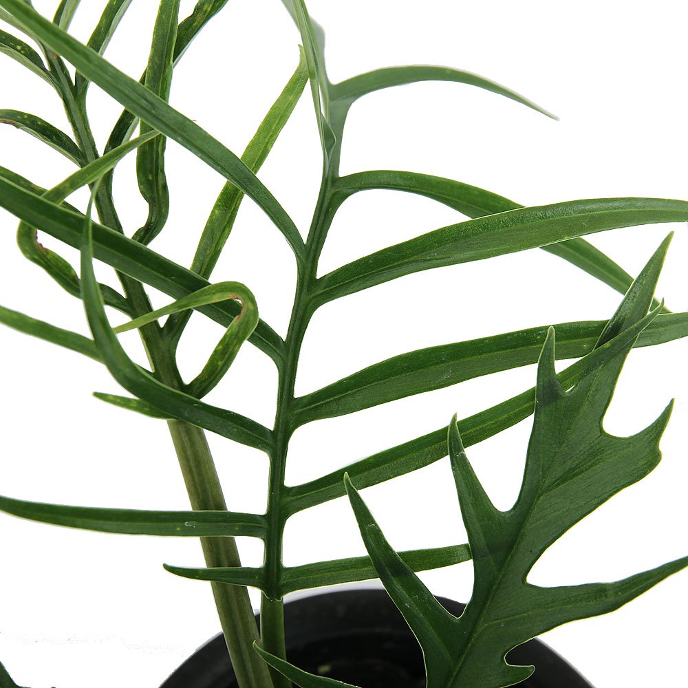 （観葉植物）フィロデンドロン　トータム　４号（１鉢）　ＣＲＣ15―30―10―15―00