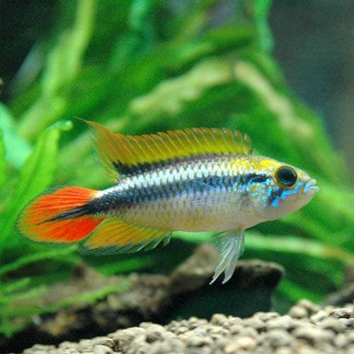 （熱帯魚）アピストグラマ・アガシジィ　ダブルレッド（１ペア）　北海道・九州航空便要保温　ＣＲＣ13―28―16―00―00