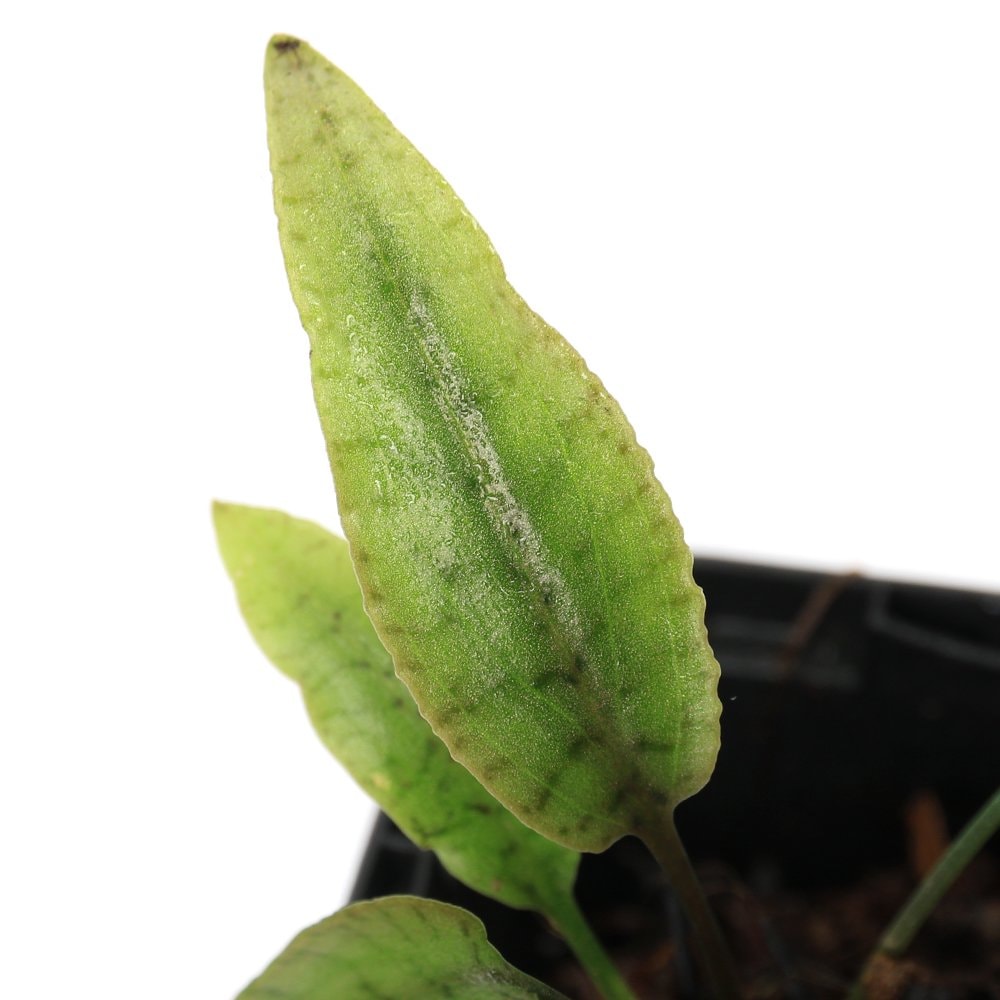 （水草）クリプトコリネｓｐ．イガグリ花（水上葉）（１ポット）　ＣＲＣ12―72―40―00―00