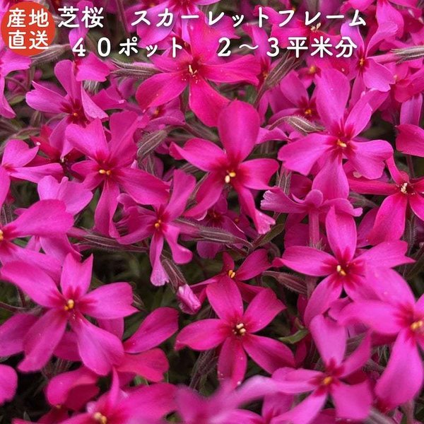 高品質 芝桜 スカーレットフレーム 赤色種 ９cmポット苗 ４０株 シバザクラ