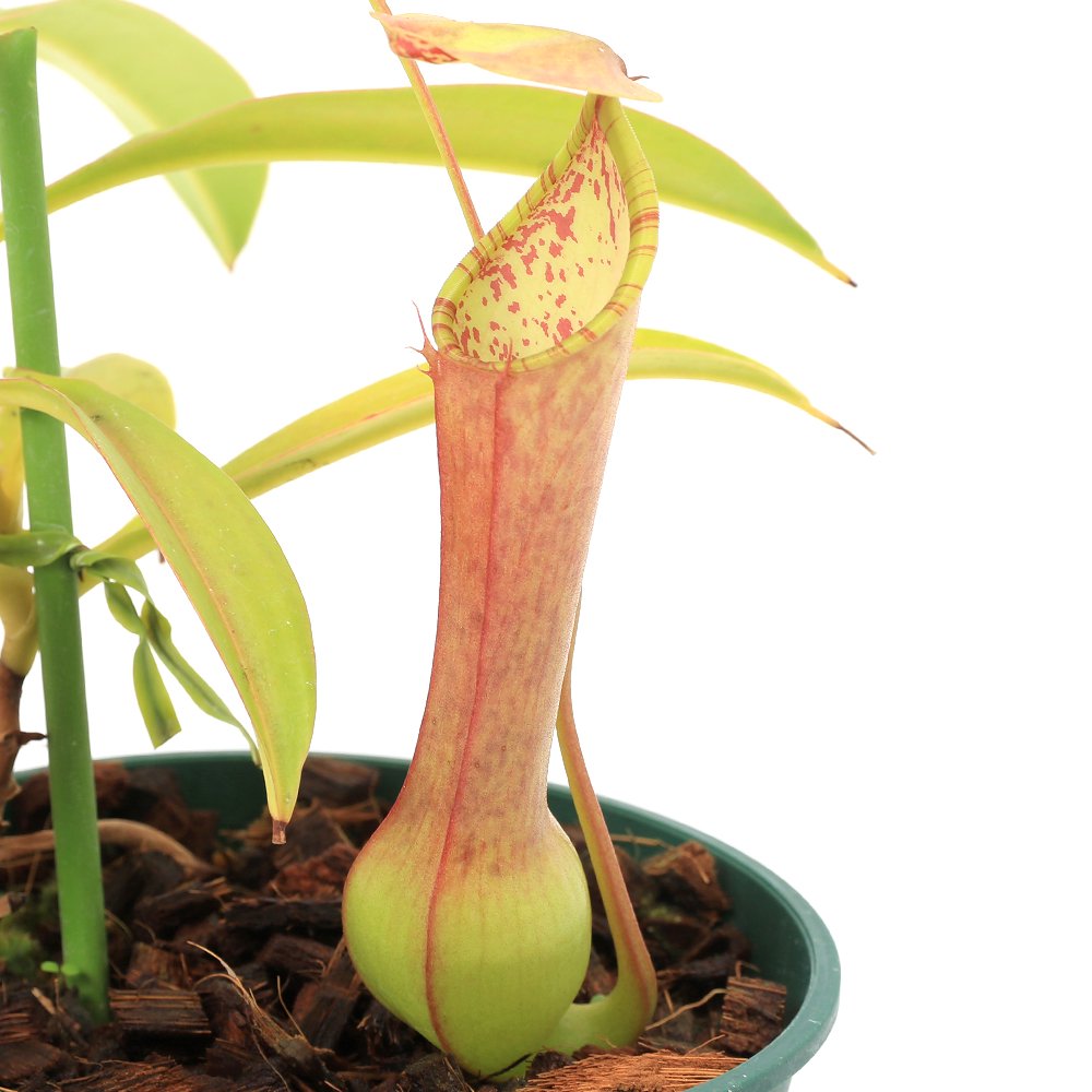 （食虫植物）ウツボカズラ　ネペンテス　アラタ　高知　２．５ー３号（１ポット）　ＣＲＣ15―40―05―00―00