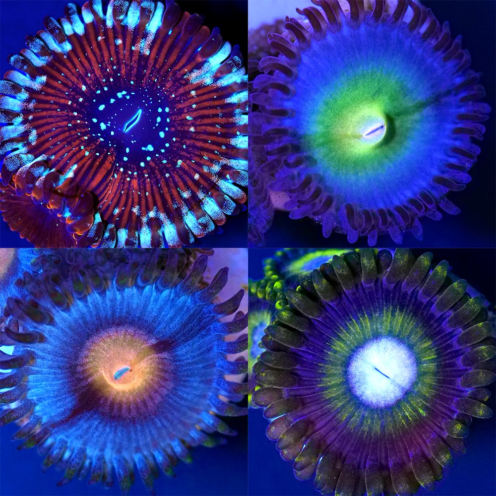 （サンゴ）おまかせマメスナギンチャク　Sサイズポリカプラグ付き（５個）　ｙｌ-６３　北海道・九州航空便要保温　ＣＲＣ26―50―80―00―00