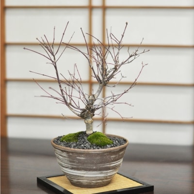 盆栽 出猩々(でしょうじょう)もみじ 太幹 ミニ盆栽 雑木 記念樹 鉢植え シンボルツリー 日本庭園 おしゃれ 誕生日 退職 お祝い ギフト プレゼント