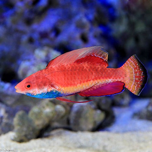 （海水魚）セルフィンフェアリーラス（１匹）　北海道・九州航空便要保温　ＣＲＣ26―30―26―10―00