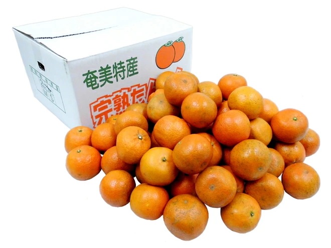 奄美大島/屋久島産 =たんかん= 訳あり 約10kg 大きさおまかせ 予約 2月以降