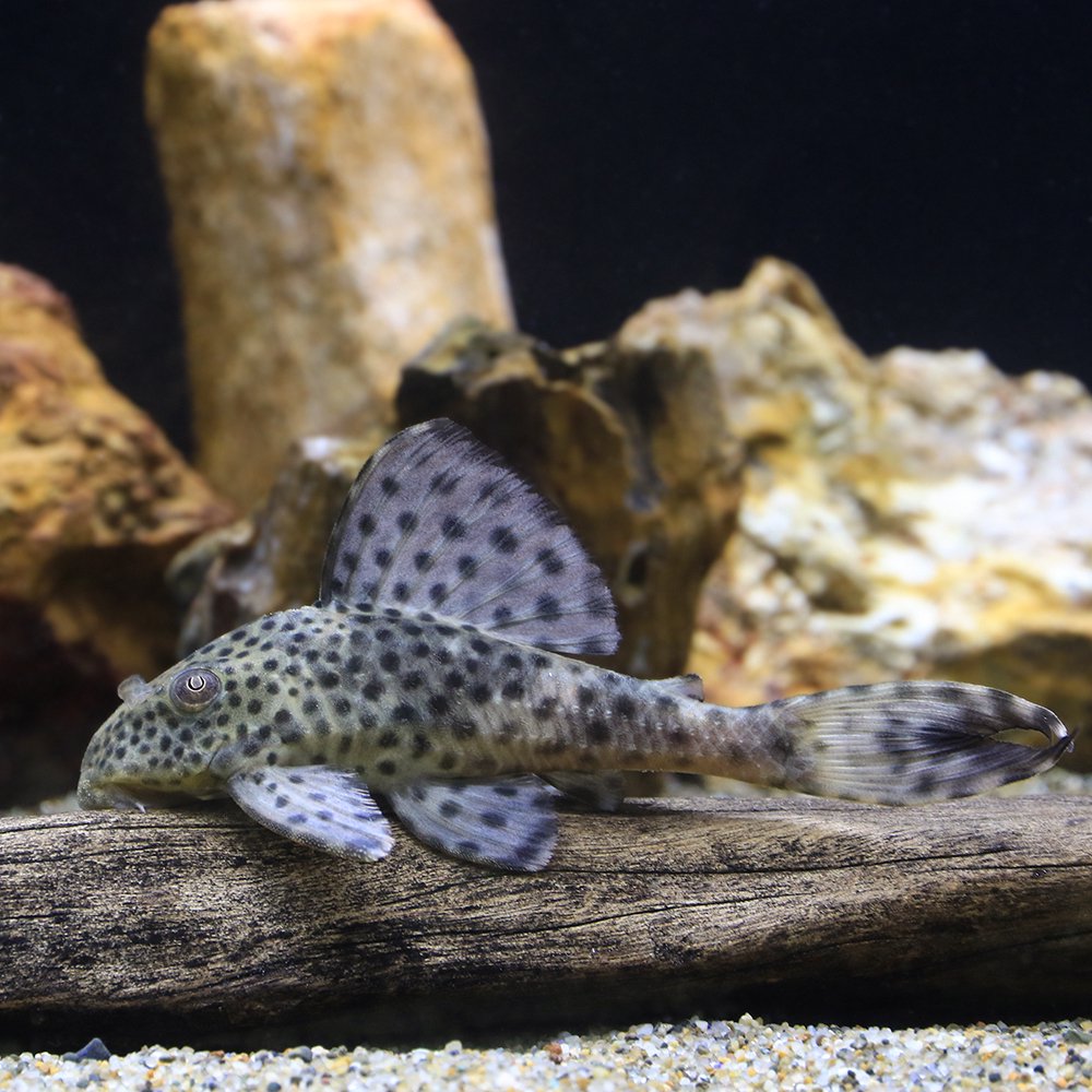 （熱帯魚）ヒポストムスｓｐ．ペルー（ワイルド）（１匹）　北海道・九州航空便要保温　ＣＲＣ13―44―60―00―00