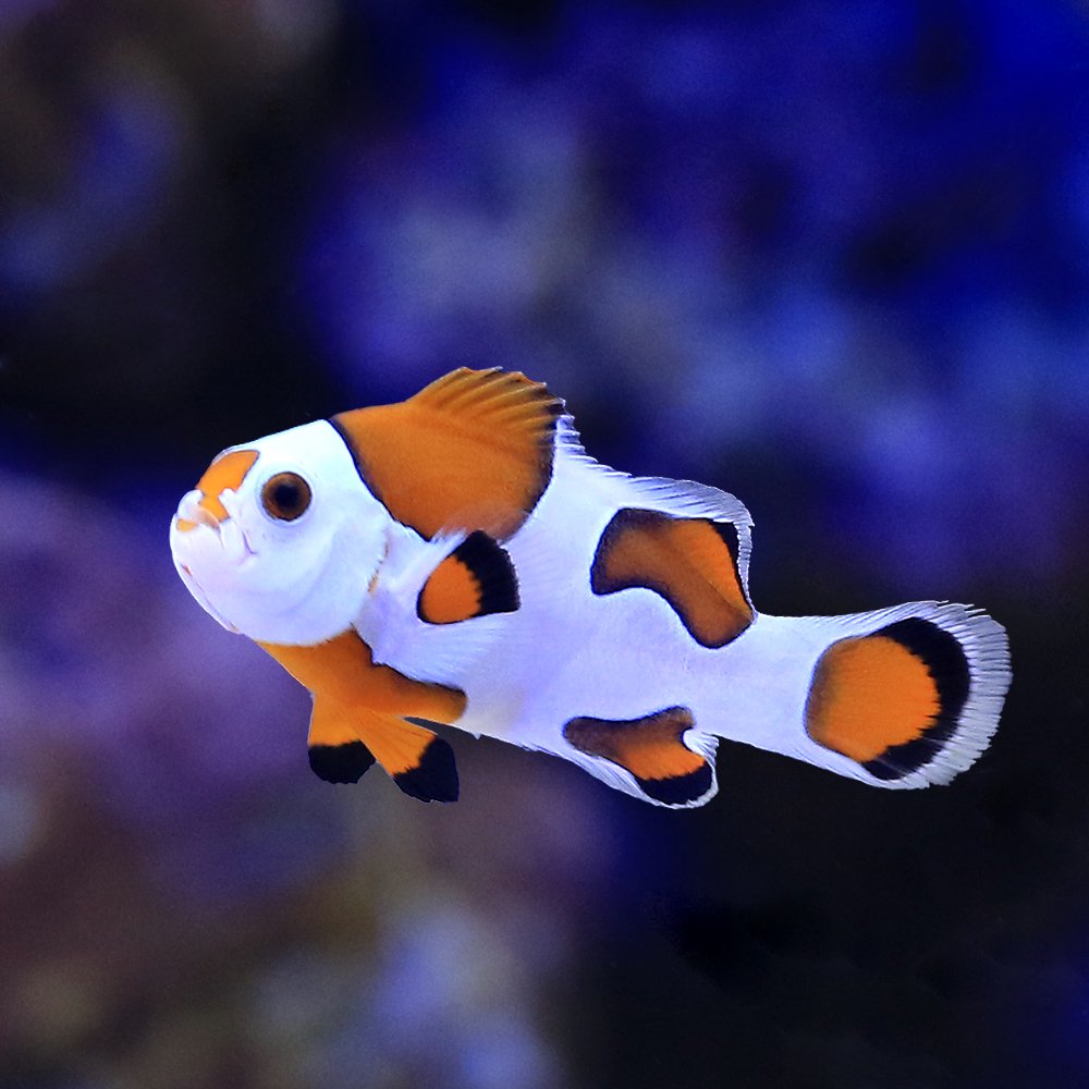 （海水魚）オレンジストームオセラリス　カミハタブリード（１匹）　ＣＲＣ26―30―16―10―00