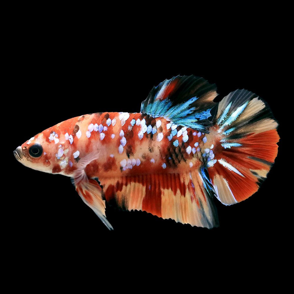 （熱帯魚）鯉ベタ　プラカット　コイカラー　ニモ（キャンディー）ギャラクシー　オス（１匹）　北海道・九州航空便要保温　ＣＲＣ13―32―05―50―00