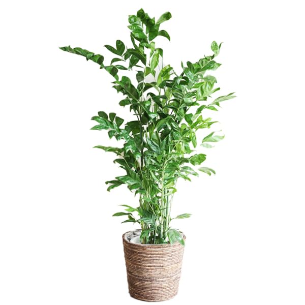 高性チャメドレア ヤシの木 １０号 バナナリーフ鉢カバー付き 大鉢 観葉植物 大型 インテリア １０号鉢 尺鉢 大サイズ 本物 寒さ日陰に強いチャメドレア