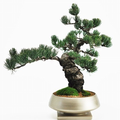 盆栽 和モダン 五葉松 中サイズ 金彩浅丸 受け皿付き 松盆栽 鉢植え 花盆栽 ギフト 贈り物 おしゃれ モダン インテリア 松柏 モダン 記念樹 人気