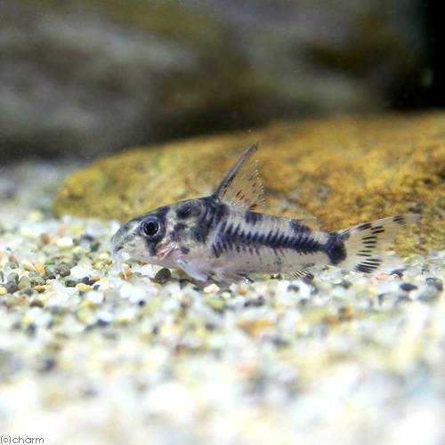 （熱帯魚）コリドラス・ボエセマニー（ブリード）（１匹）　北海道・九州航空便要保温　ＣＲＣ13―36―40―00―00