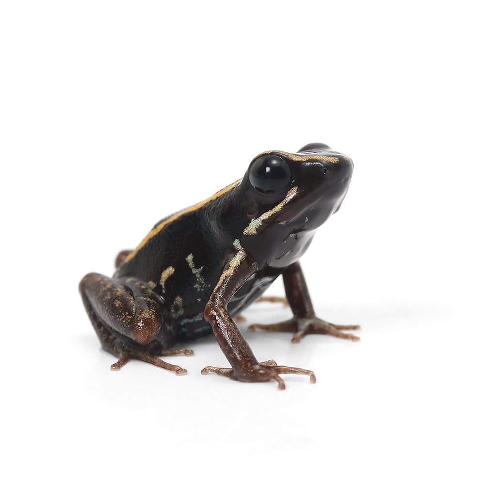 （両生類）ルグブリスフキヤガエル（ヒメキスジフキヤガエル）（１匹）　ＣＲＣ17―05―35―20―00