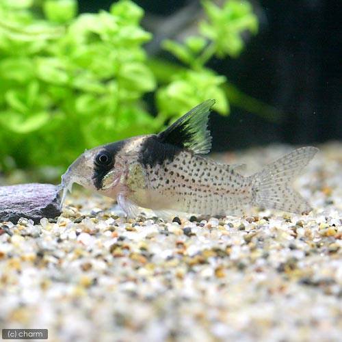 （熱帯魚）コリドラス・ブレビロストリス（ワイルド）（１匹）　北海道航空便要保温　ＣＲＣ13―36―20―00―00