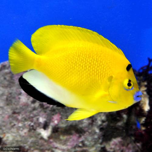 （海水魚）ヤッコ　シテンヤッコ　Ｍサイズ（１匹）　北海道航空便要保温　ＣＲＣ26―30―05―20―00