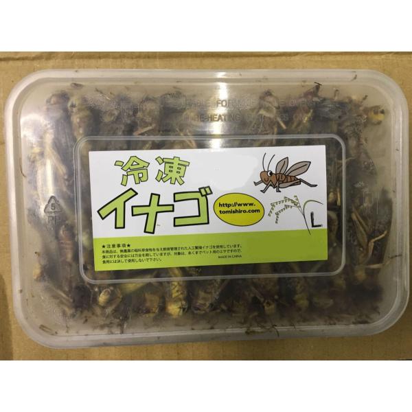冷凍イナゴLサイズ 200g×20個セット【クール便発送】 両生類 中型魚 大型魚 熱帯魚 アロアナ 亀 カメ かめ 小動物 エビ えび 海老 カルシウム エサ 餌 フード