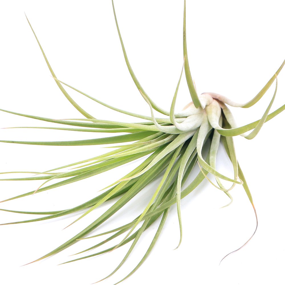 （観葉植物）エアープランツ　チランジア　ニドゥス（ファシクラータ　X　イオナンタ）（１株）　ＣＲＣ15―50―10―00―00
