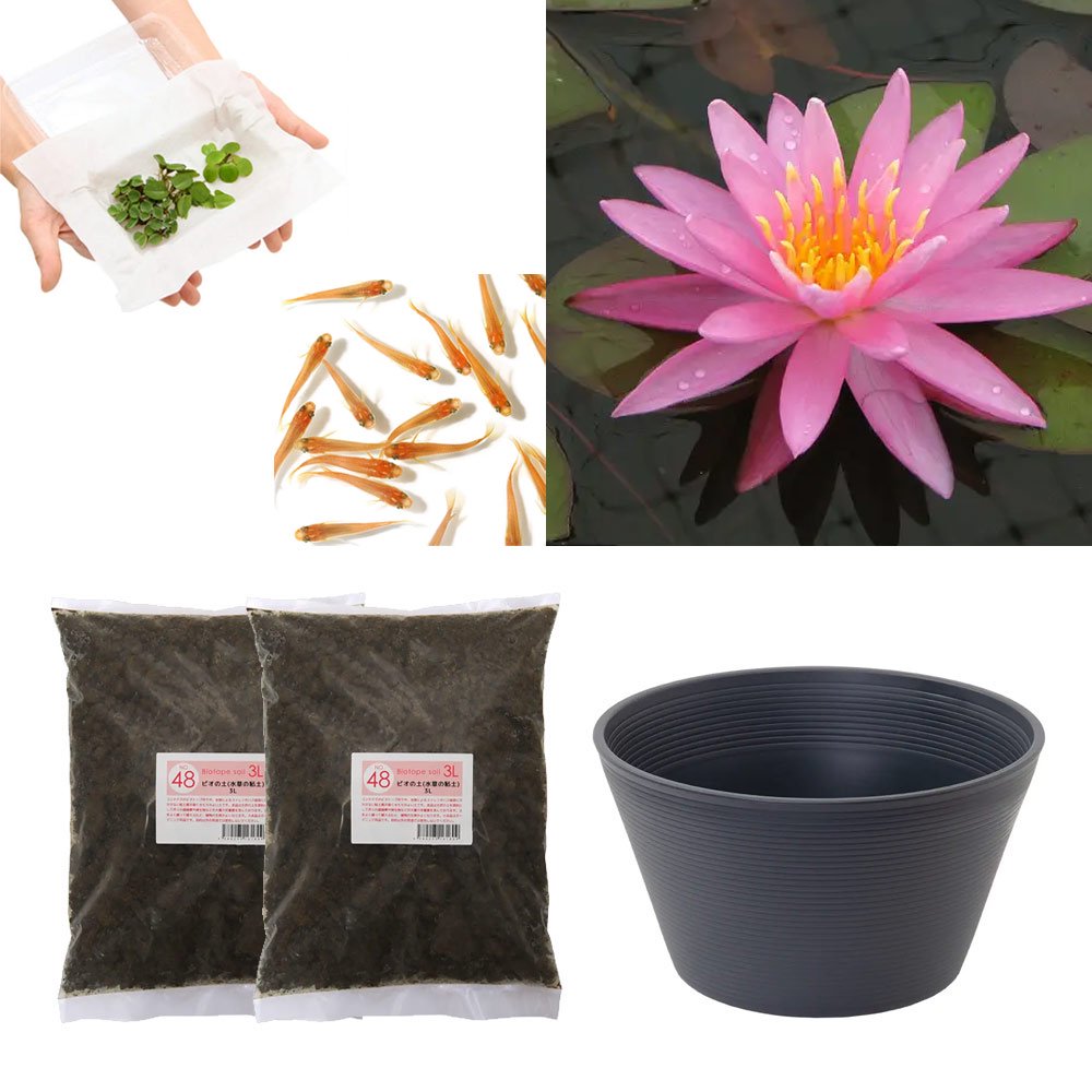 （ビオトープ）（めだか）はじめての睡蓮栽培セット　ダラス＋睡蓮鉢＋ヒメダカ＋浮き草他　説明書付　本州四国限定　お一人様１点限り　ＣＲＣ15―10―20―20―50