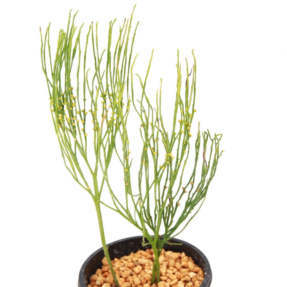 （山野草）シダ（羊歯）マツバラン　雪笹縮緬（ユキザサチリメン）　３号（１鉢）　ＣＲＣ15―35―50―00―00 4,975円