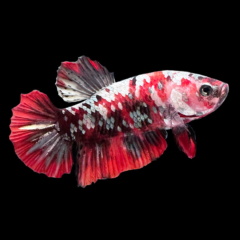 （熱帯魚）ベタ・ハーフムーンプラカット　アイアンマン（１ペア）　北海道・九州航空便要保温　ＣＲＣ13―32―05―50―00