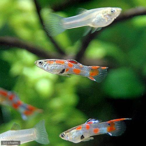 （熱帯魚）ポエキリアｓｐ．ビター９４（国産グッピー）（１ペア）　北海道・九州航空便要保温　ＣＲＣ13―12―47―00―00