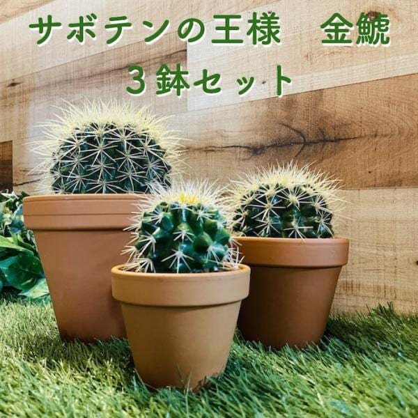 サボテン[金鯱 キンシャチ] 6号鉢 多肉植物 観葉植物 超