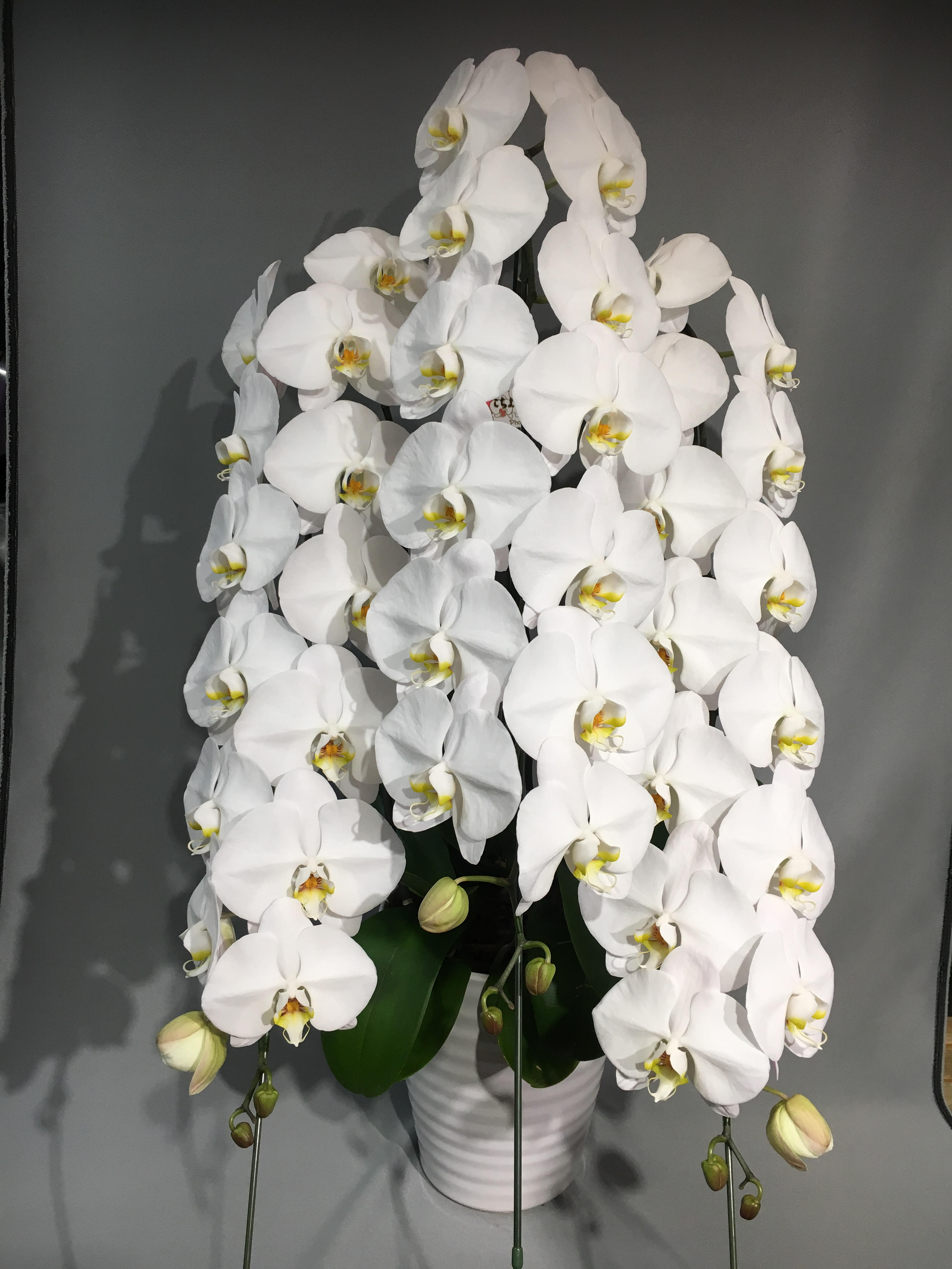 商品ID 6096 胡蝶蘭　白　３本立ち　生花