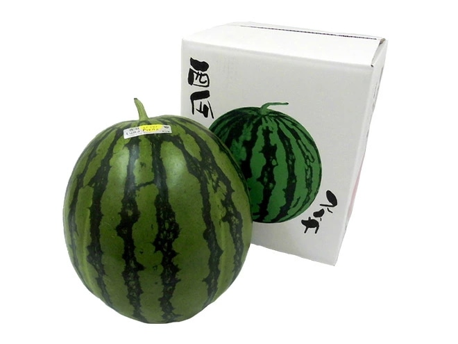 高知県夜須町 =ルナピエナ= 秀品 1玉 約8-9kg 化粧箱 金時,祭ばやしなど 予約 4月末以降