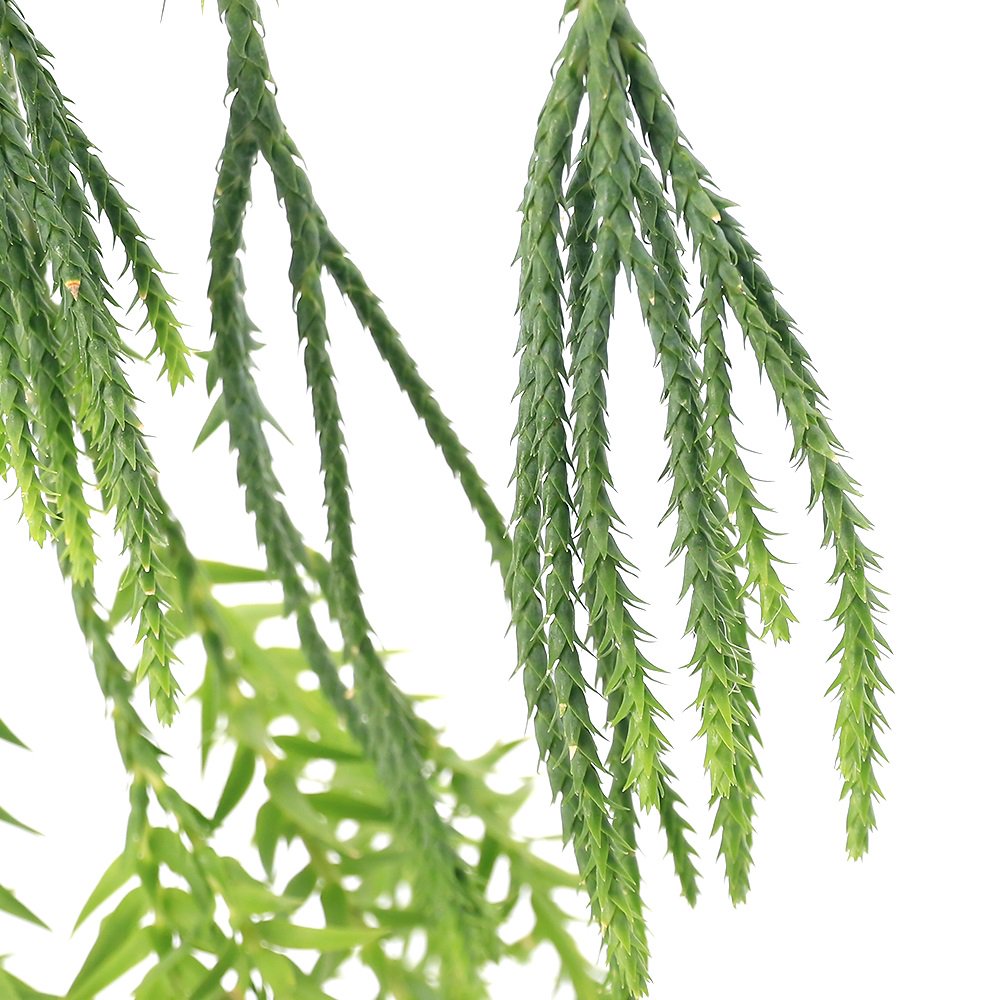 （観葉植物）シダ　リコポディウム　フペルジア　ゴエベリー　吊り鉢タイプ　タイ産　４号（１鉢）　ＣＲＣ15―30―10―15―00