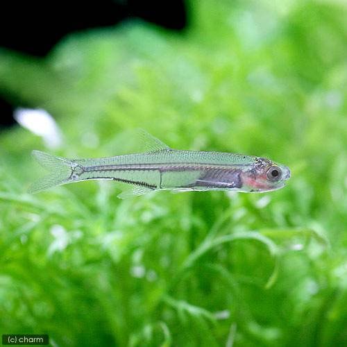 （熱帯魚）ホエール・グラスフィッシュ（１匹）　北海道・九州航空便要保温　ＣＲＣ13―20―10―40―00