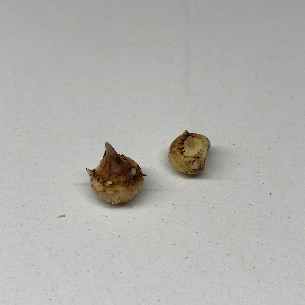 (山野草)テンナンショウ(天南星)ナガバマムシグサ(長葉蝮草)Sサイズ 1球入り 3号(1ポット) CRC15―35―45―00―00