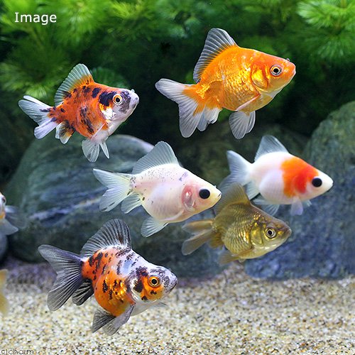 (国産金魚)ダルマ琉金 ショートテール 色指定無し(5匹) CRC60―15―20―99―00