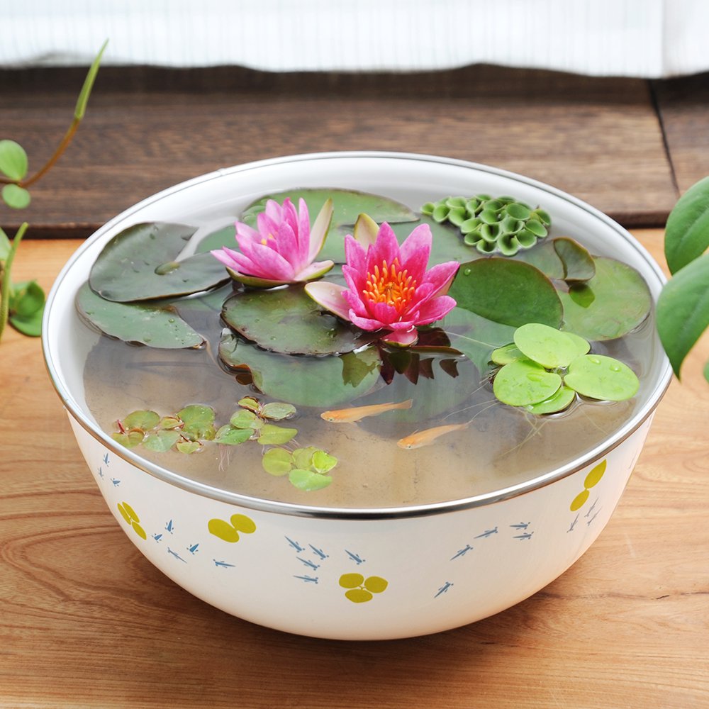 （ビオトープ）ホーローボールと色おまかせ姫スイレンとメダカのセット　（姫スイレン）　（メダカ）本州四国限定　ＣＲＣ15―10―15―03―00