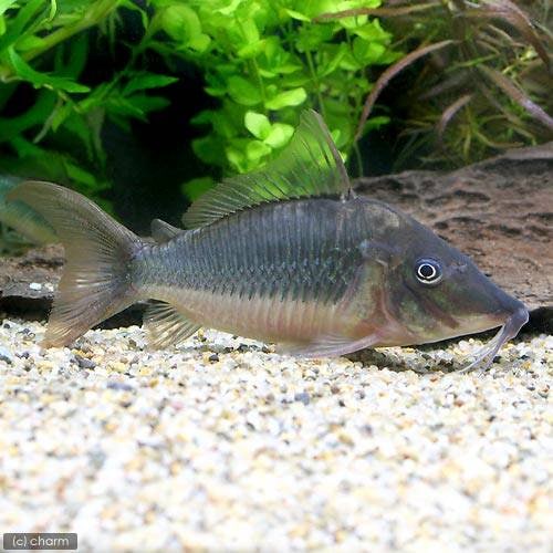 （熱帯魚）ロングノーズ・ブロキス（１匹）　北海道・九州航空便要保温　ＣＲＣ13―36―99―00―00