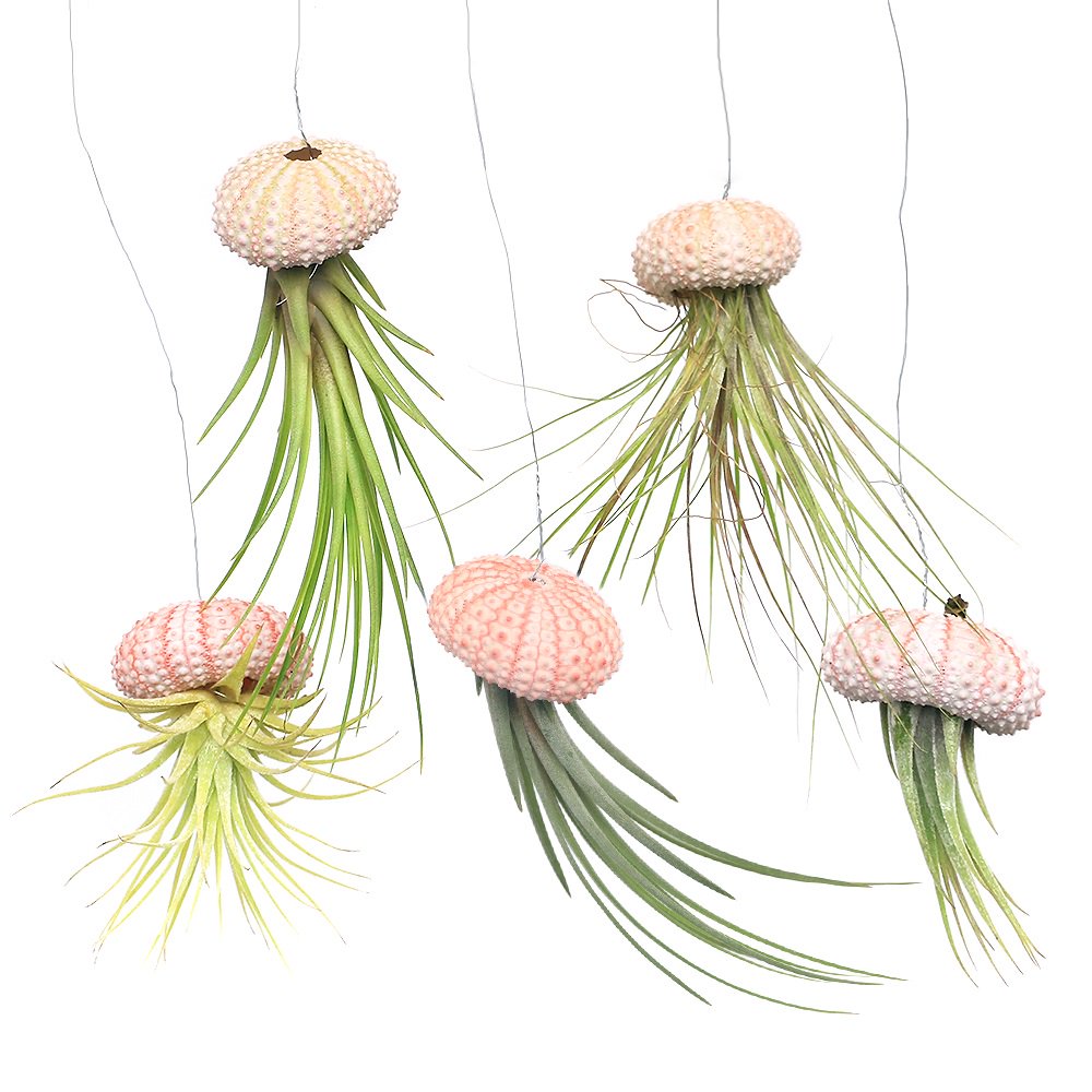 （観葉植物）ジェリーフィッシュエアープランツ　品種おまかせ　ピンク（５個）　ＣＲＣ15―50―20―00―00