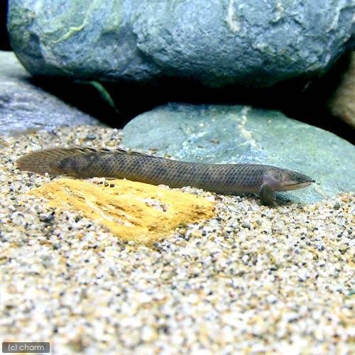 （熱帯魚）ポリプテルス・モケーレムベンベ（旧レトロピンニス）Ｓサイズ（約１０ー１５ｃｍ）（ワイルド）（１匹）　北海道航空便要保温　ＣＲＣ13―56―20―00―00