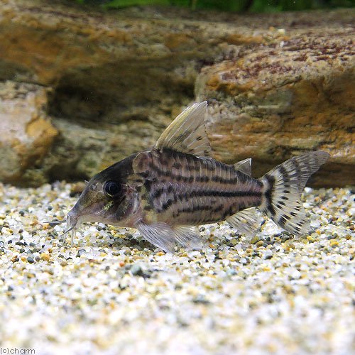 （熱帯魚）コリドラス・プルケール（ワイルド）（１匹）　北海道・九州航空便要保温　ＣＲＣ13―36―50―00―00