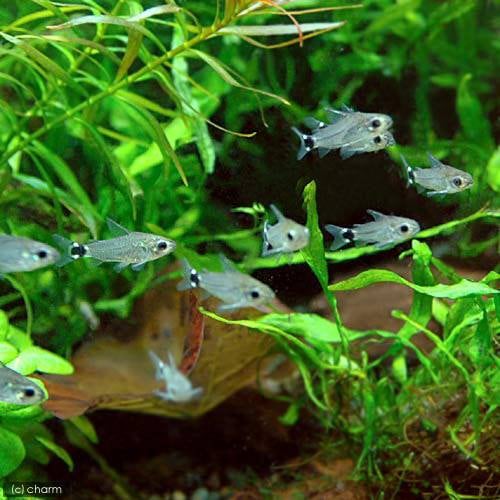 （熱帯魚）コリドラス・ハステータス（ワイルド）（３０匹）　北海道・九州航空便要保温　ＣＲＣ13―36―10―00―00 28,139円