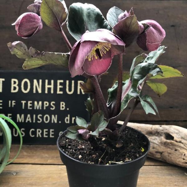 氷の薔薇 ナイチンゲール カップ咲き クリスマスローズ