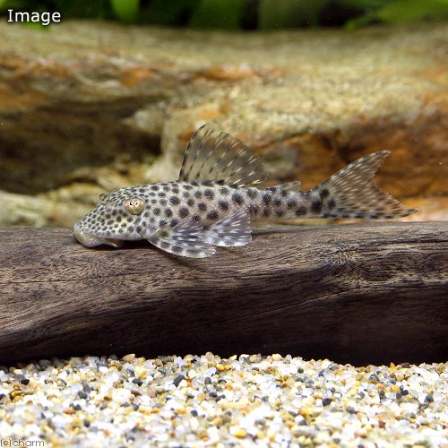 （熱帯魚）ビックヘッドパンサープレコ　クイアバ（ワイルド）（１匹）　北海道航空便要保温　ＣＲＣ13―44―70―00―00