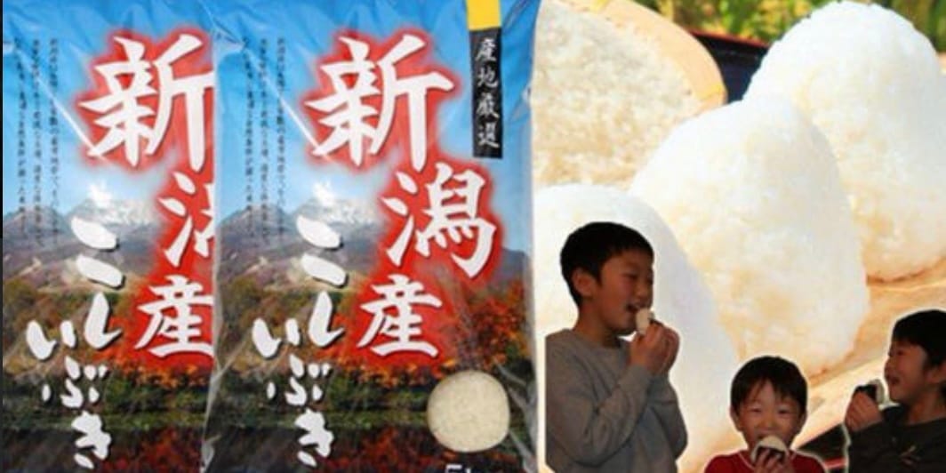 新潟県産　こしいぶき 10kg 令和６年産 新潟産 米 10kg お米10kg 白米 高級米 おいしいお米 美味しいお米 産地直送 農家の米