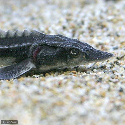 （淡水魚）ロシアチョウザメ（１匹）　ＣＲＣ13―56―90―00―00