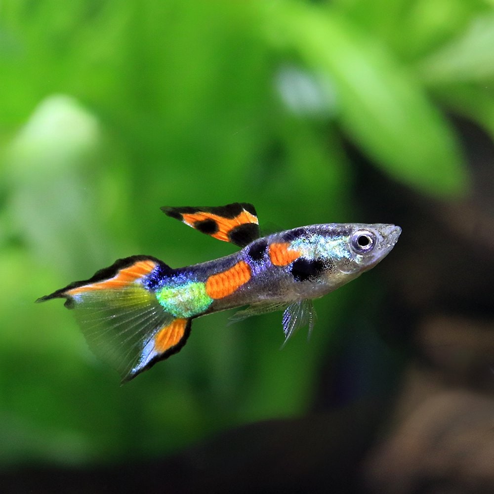 （熱帯魚）国産ミックスエンドラーズグッピー（１０ペア）　北海道航空便要保温　ＣＲＣ13―12―47―00―00