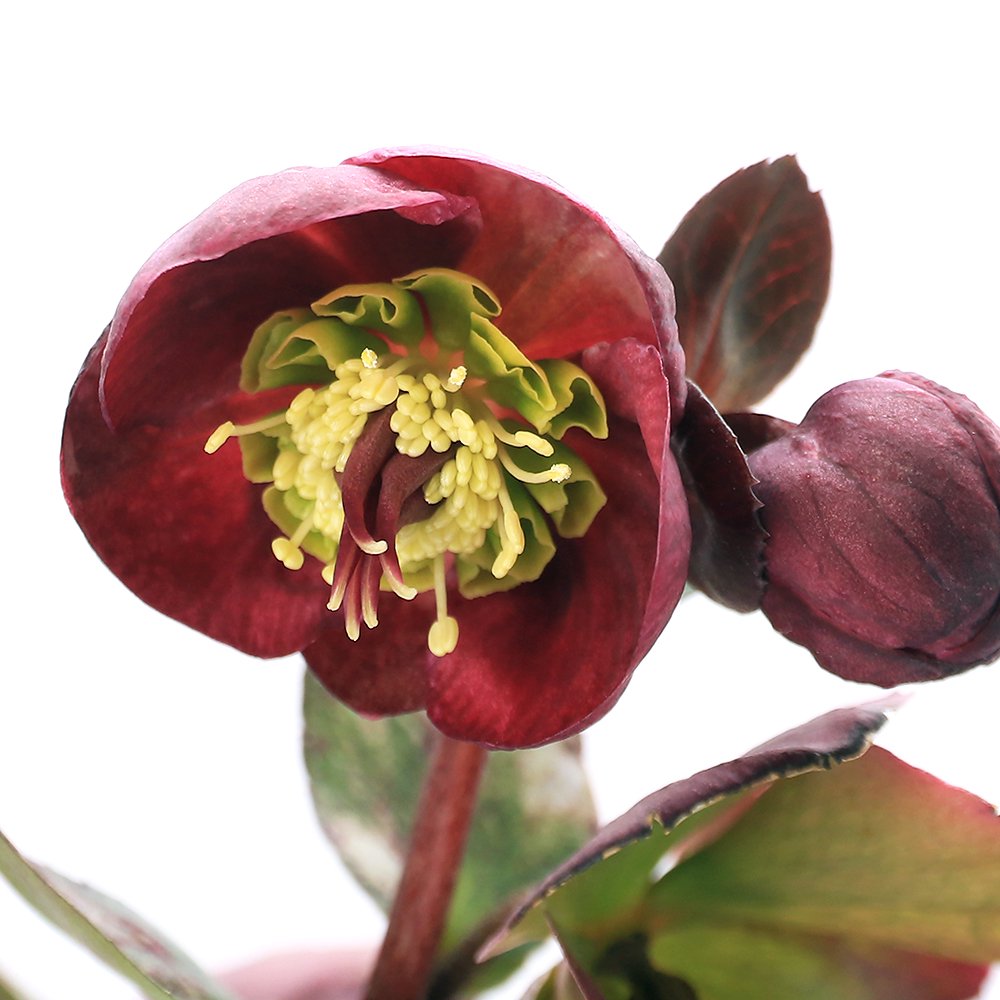 （観葉植物）クリスマスローズ　アンナズレッド　５号（１鉢）　ＣＲＣ15―55―10―00―00