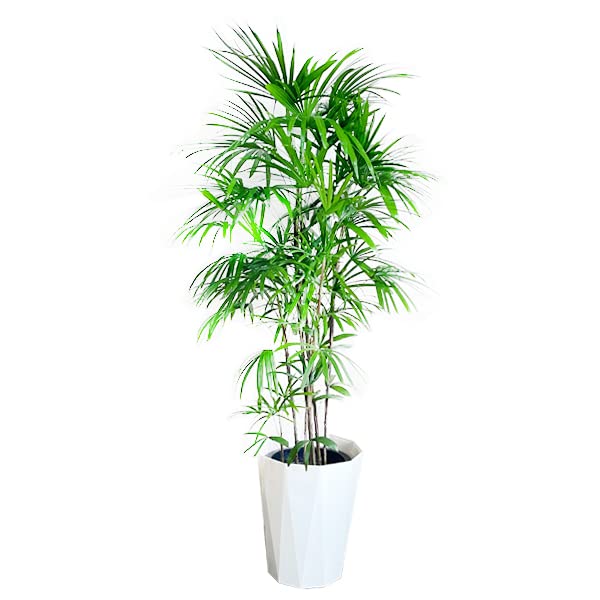 棕櫚竹 シュロチク 観葉植物 10号 大鉢 観葉植物 寒さに強い インテリア 大型 オシャレ 大きい 尺鉢 大サイズ 本物