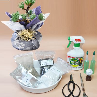 はじめる趣味の盆栽　五葉松と盆栽道具のセット　バレンタインのプレゼント【盆栽 ミニ盆栽 鉢植】