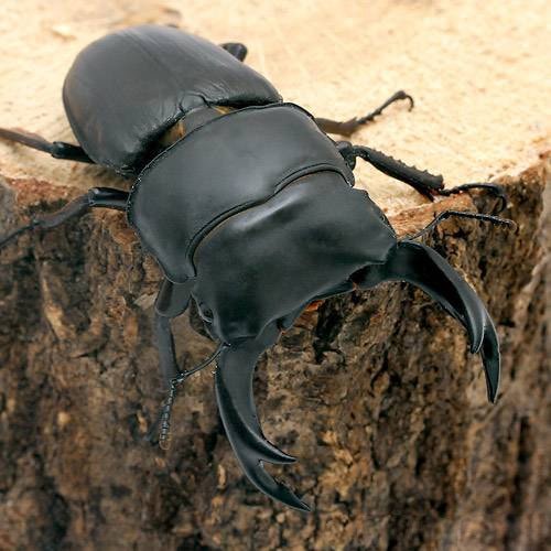 （昆虫）国産オオクワガタ　愛知県祖父江産　成虫　７５ー７９ｍｍ（１ペア）　北海道・九州航空便要保温　ＣＲＣ18―25―20―10―10