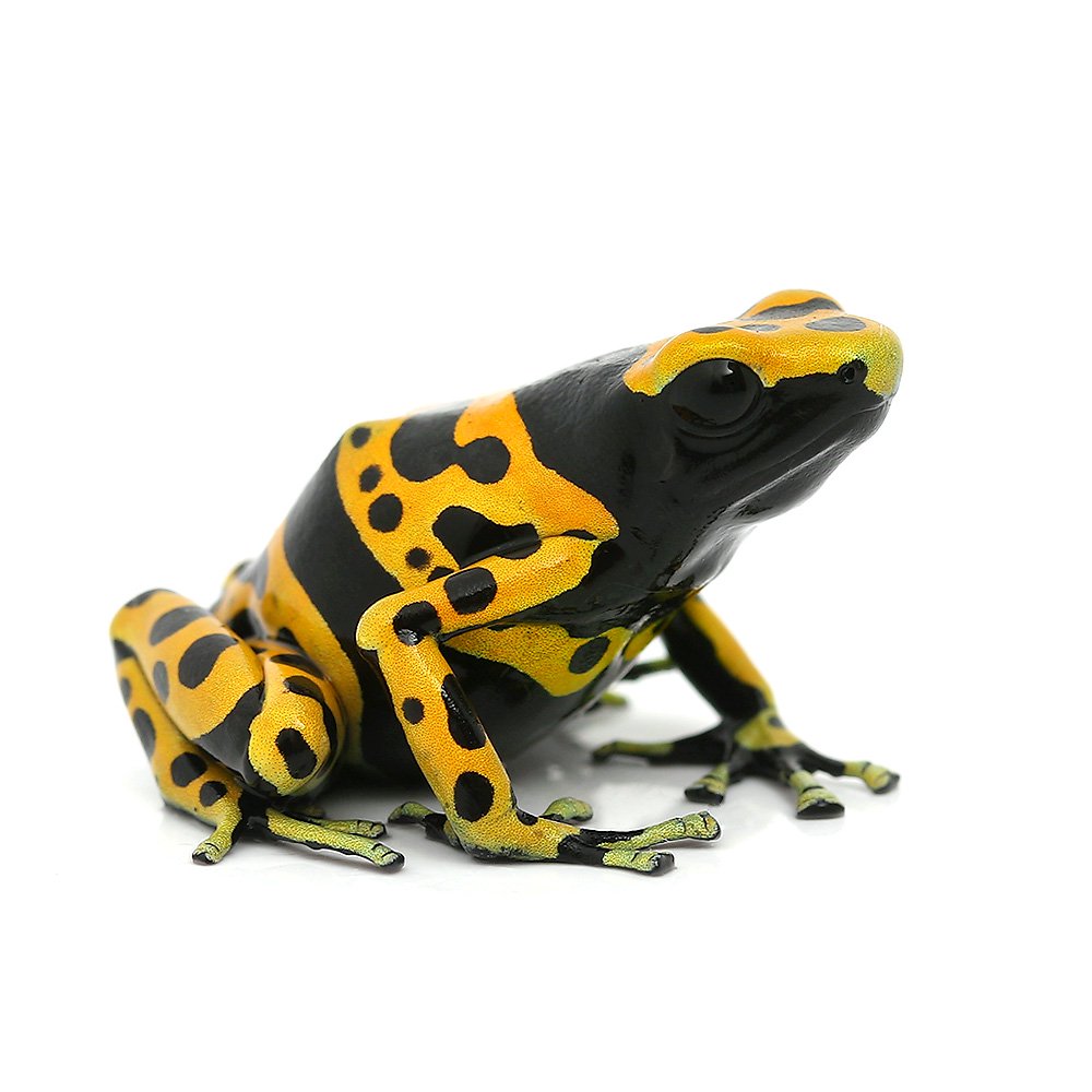 （両生類）キオビヤドクガエル　ファインスポットｆｉｎｅ　ｓｐｏｔｔｅｄ（１匹）　北海道・九州航空便要保温　ＣＲＣ17―05―35―20―00